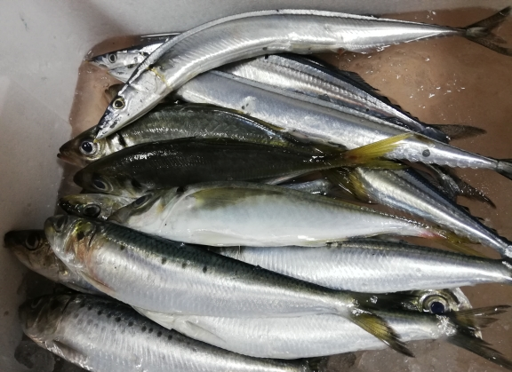 本日入荷のお魚達