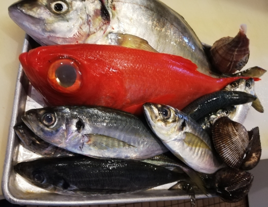 本日入荷のお魚達