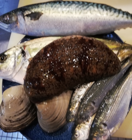 本日入荷のナマコとお魚達