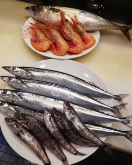 本日入荷のお魚達