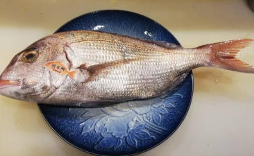 本日入荷の明石鯛