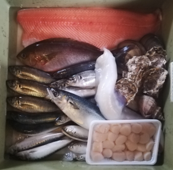 本日入荷のお魚達
