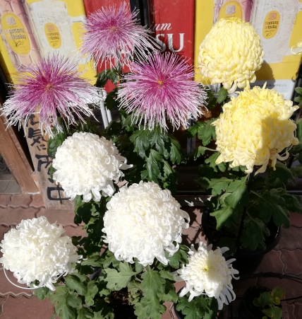 大輪菊