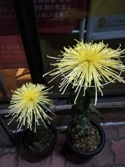 お客様から頂きました菊の花