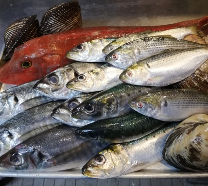 お魚達