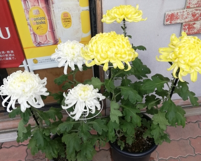 見事な大輪菊