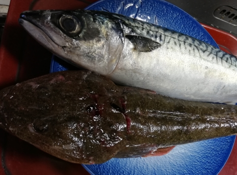本日入荷のサバ、コチ
