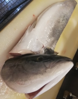 今が旬のブリ