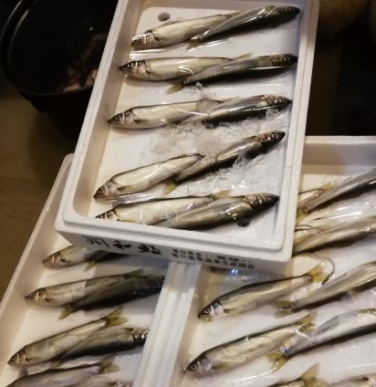 稚鮎