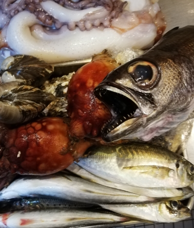 本日入荷のお魚達