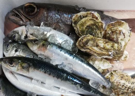 本日入荷のお魚達